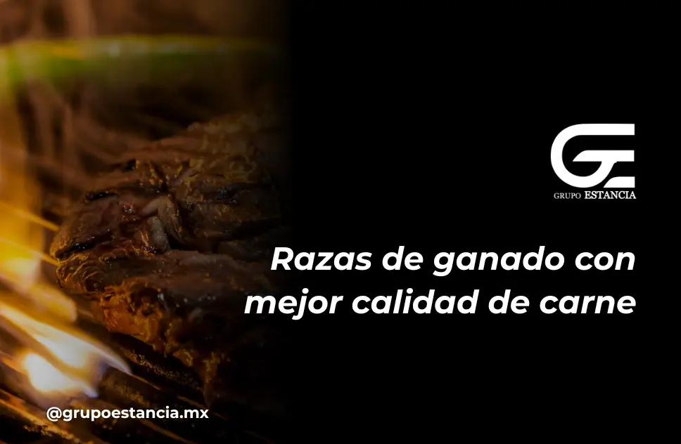 raza de ganado en corte de carne raza de ganado en corte de carne